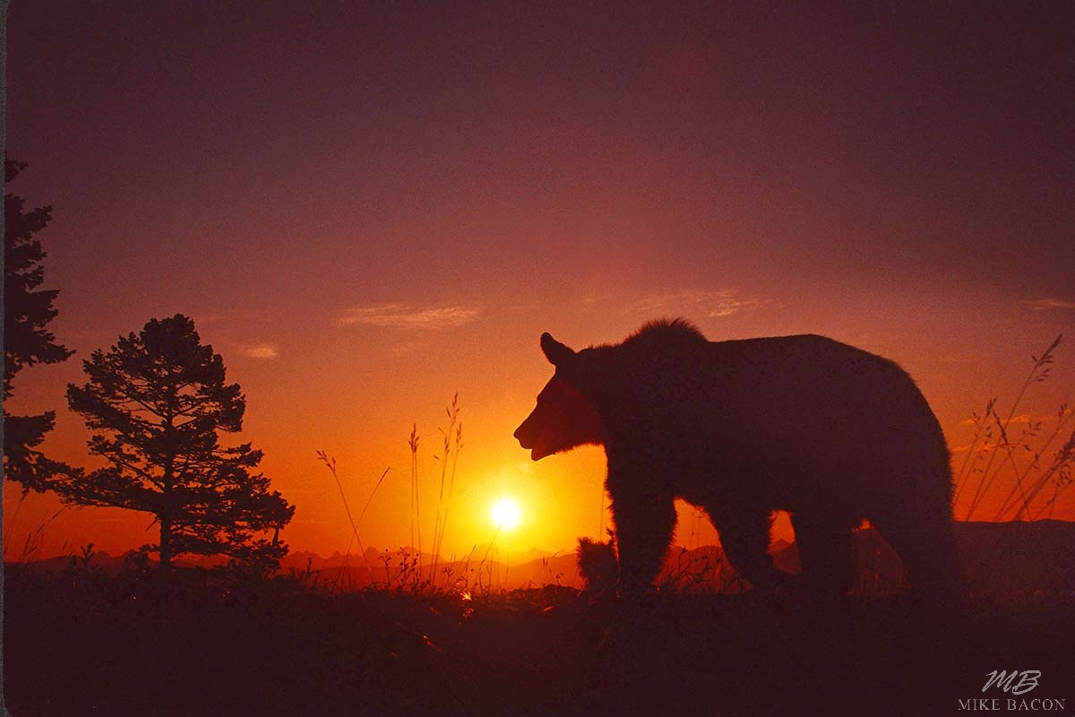 Grizzly Bear Sunset 1, Mike Bacon Fine Art Photography
